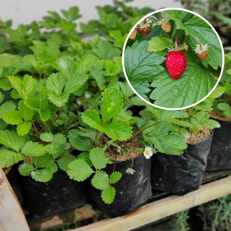 (BERGARANSI) Bibit Tanaman Buah Strawberry Alexandria Import Stroberi Sudah Berbuah