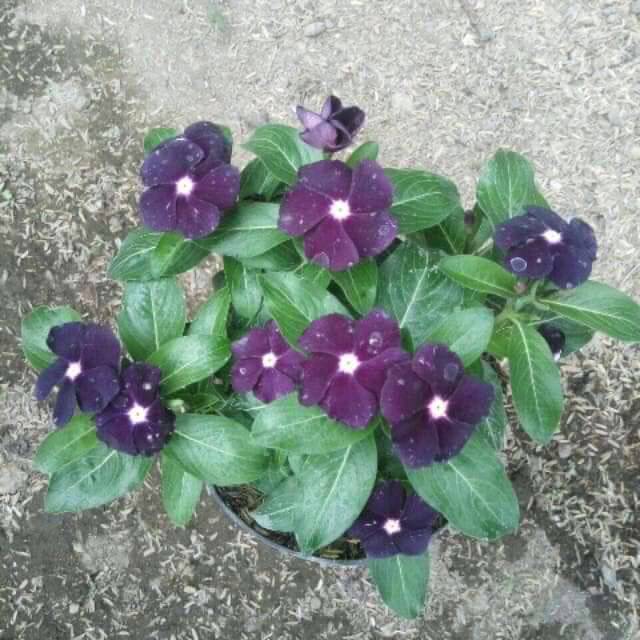 

Bunga vinca