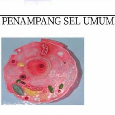 

sel umum alat peraga pendidikan model penampang sel umum ukuran 45cm x 55cm