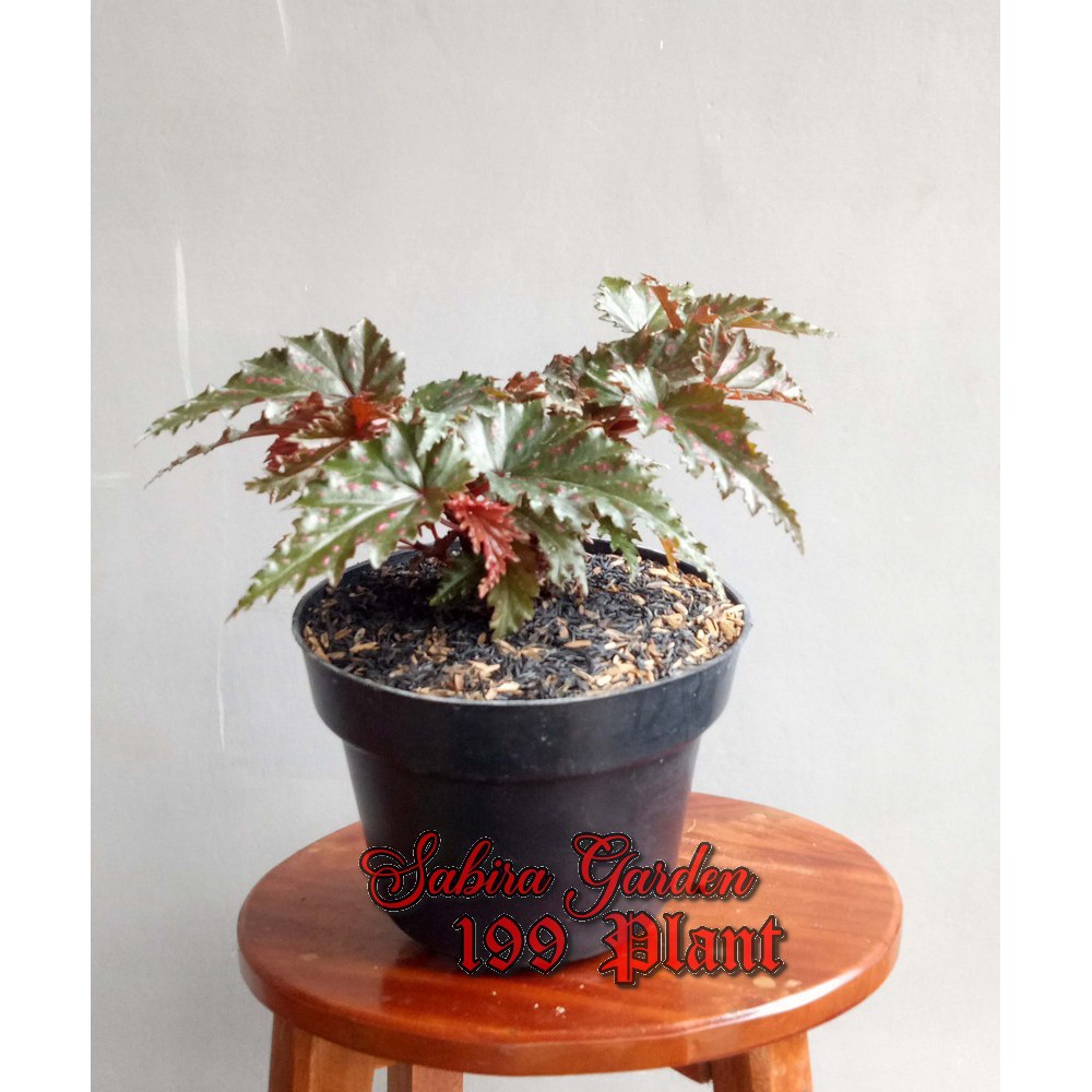 TANAMAN HIAS Begonia spider (Begonia gryphon)