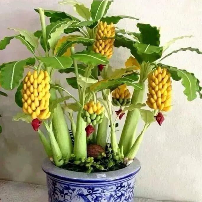 Biji Benih Bibit Tanaman Buah Pisang Bonsai Import ( 20 Biji Benih ) Srd