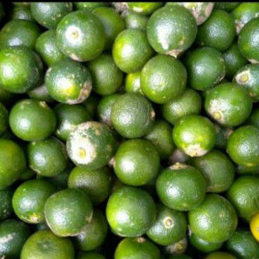 sonkit/jeruk sonkit/sonkit kalimantan