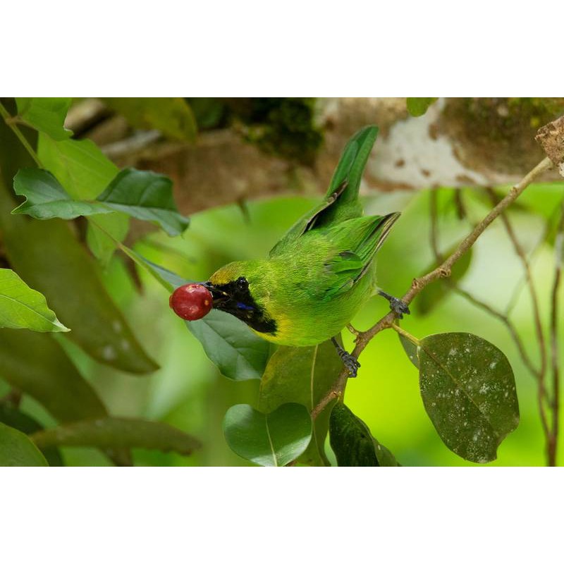 Burung Cucak Ijo Mini Jantan