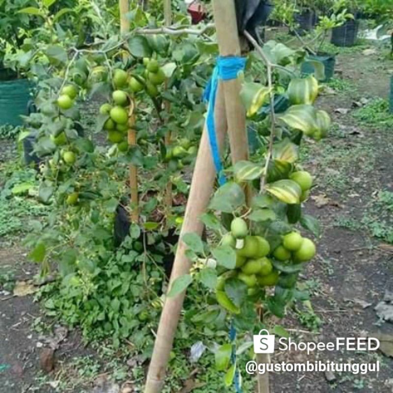 Bibit pohon apel india/apel pusta