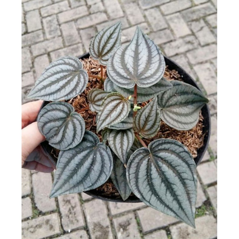 Tanaman Hias Bunga Peperomia Watermelon Silver Tanaman Peperomia Silver Bunga Murah Berkualitas