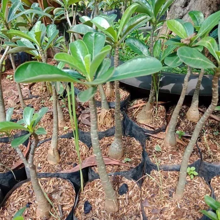 Tanaman hias kamboja Jepang - pohon Kamboja