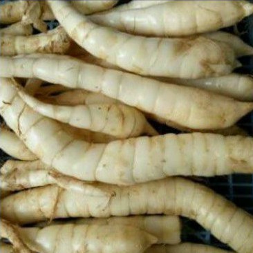 

TERLARIS UMBI GARUT - UBI GARUT AKAN KAYA VITAMIN