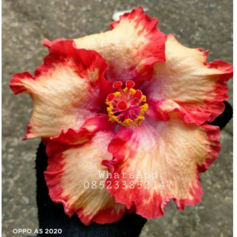 TANAMAN HIAS HIBISCUS BUNGA SEPATU VARIEGATA//RED STAR