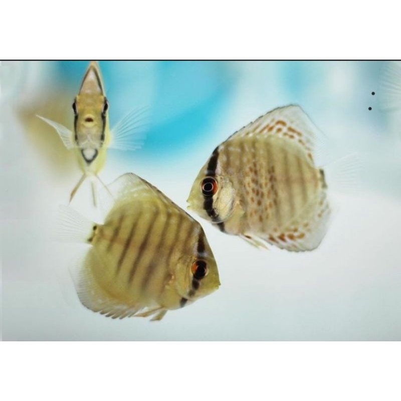 Rayakan / anakan / baby Discus mix warna ukuran 1 - 3 cm