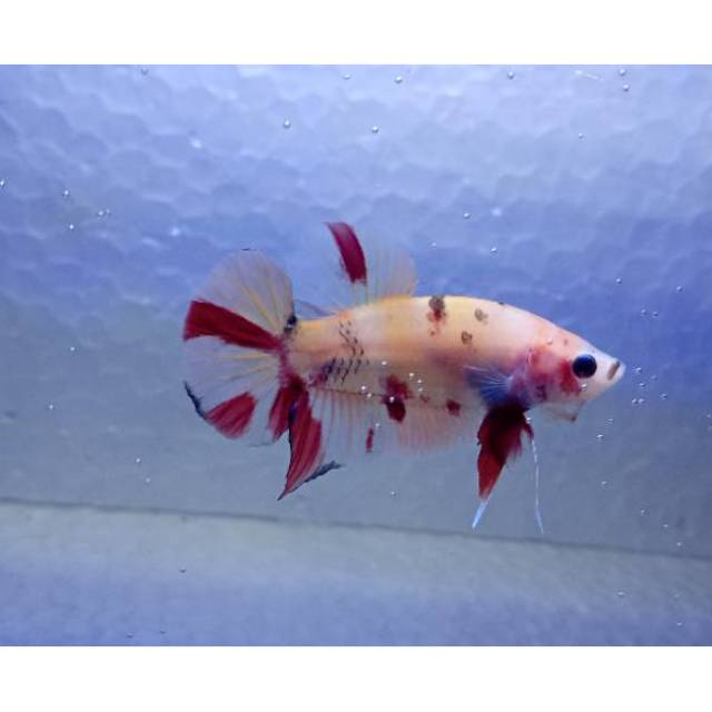 Ikan cupang baby giant nemo