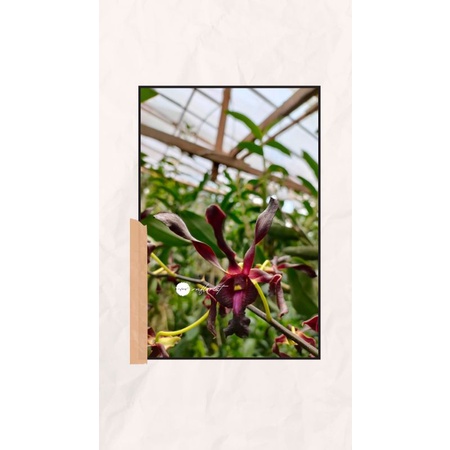 Anggrek Dendrobium Black Spider