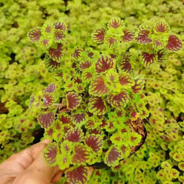 Taman hias miana kecil pohon hias