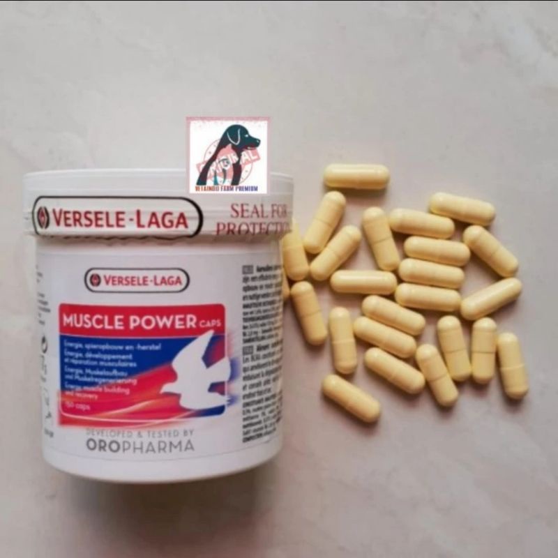 MUSCLE POWER VERSELE LAGA IMPORT VITAMIN BURUNG MERPATI DARA MUSCLE POWER