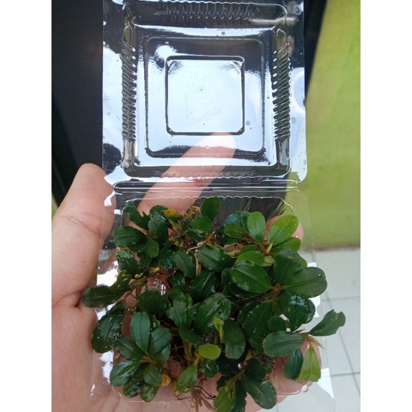 Bucephalandra buce Sp mini Beli 3 gratis 1 tanaman aquascape aquarium porsi mika 6x5
