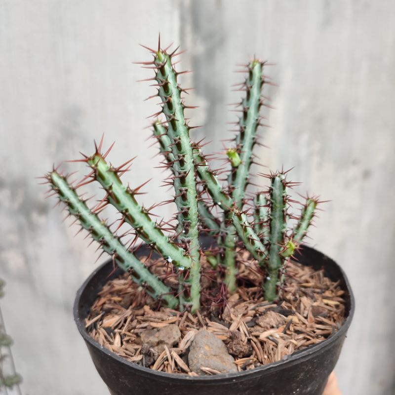 Euphorbia Aeruginosa | Kaktus | DP 10cm
