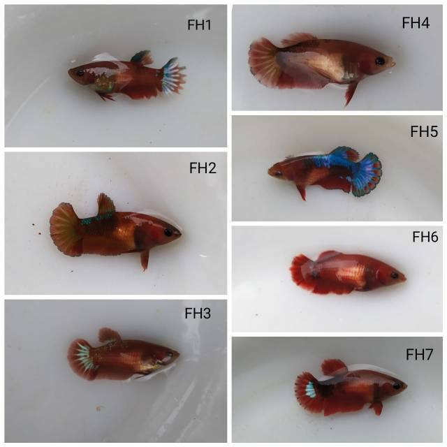 Ikan cupang Female hellboy bold  size S+