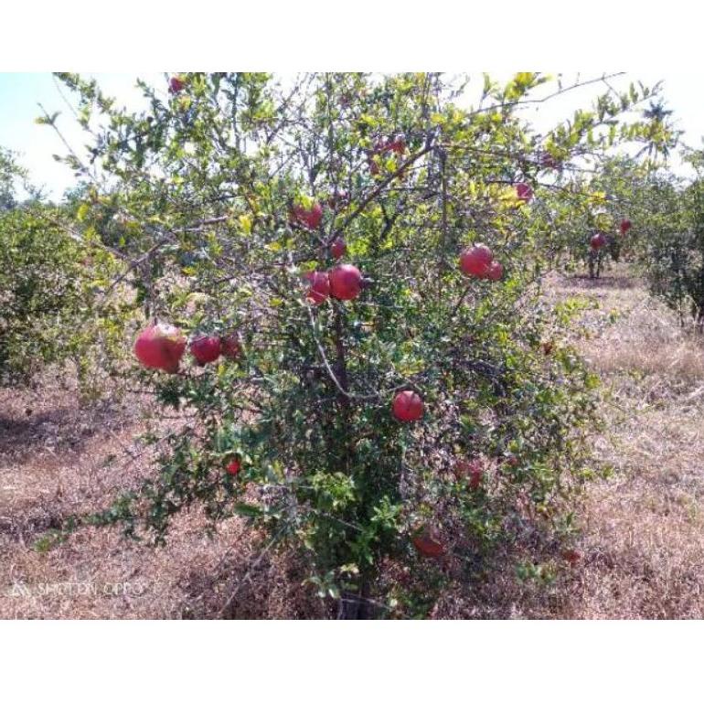 

[SKU : GS8HR] Buah Delima Merah Spanyol jumbo satuan/perbuah