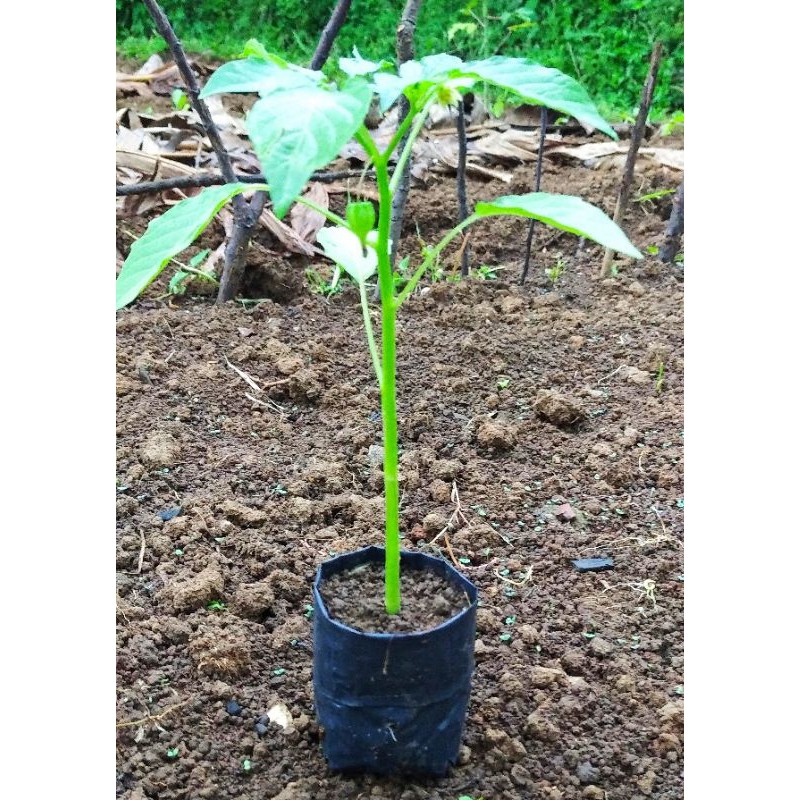 ciplukan cecendet tanaman obat cecenet ciplukan