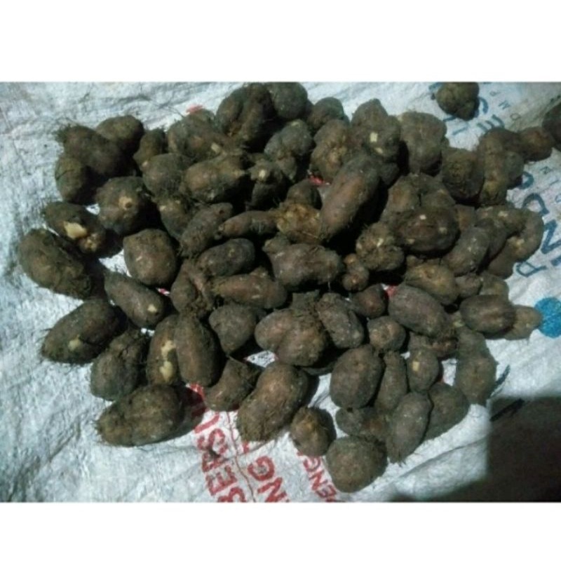 

KENTANG HITAM 1KG, kentang Bulu, Kleci, Kembili, Kentang sabrang