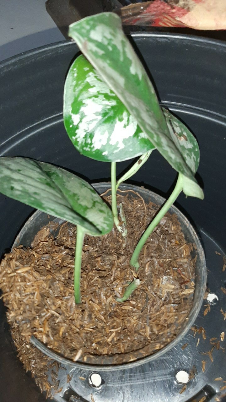 Tanaman Hias Srigading Susu