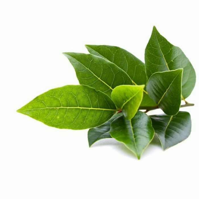

Daun Salam - 50 gram