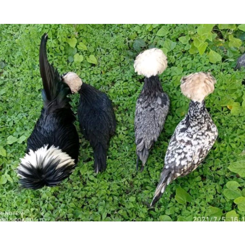 

TELUR AYAM POLAND White Crested Black,White Crested Blue,White Crested
