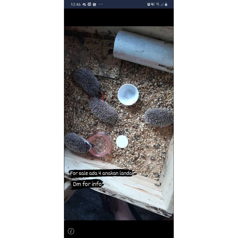 Anakan LandakMini pinto