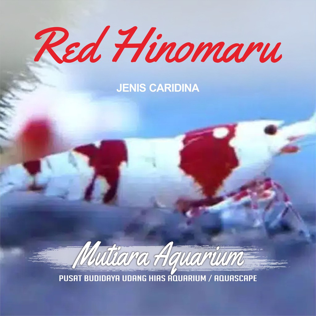 Udang Hias Hinomaru  Caridina aquascape