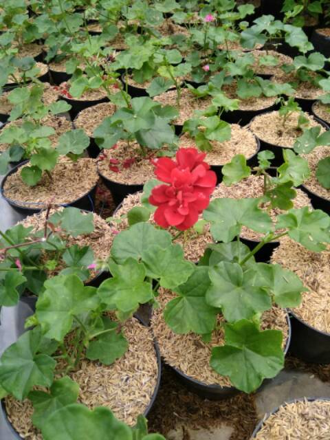 Tanaman Gantung Geranium bunga merah - BAKUL KEMBANG