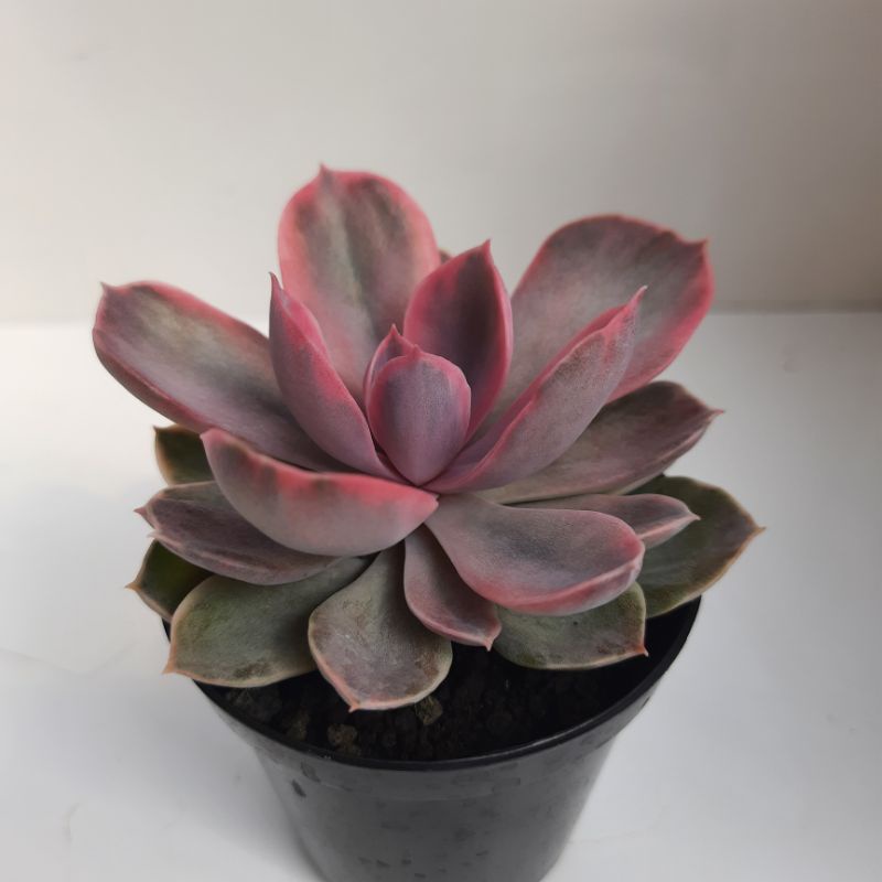 echeveria perle rainbow