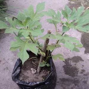 

Bibit Pohon Daun Insulin Kipahit Obat Herbal Untuk Diabetes