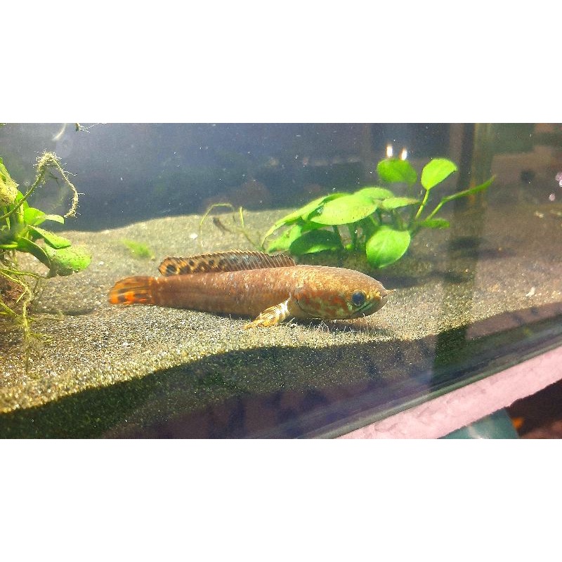 channa bleheri size 14-15cm