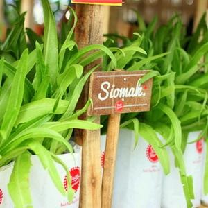 20 Biji Benih Sayur Fumak / Siomak