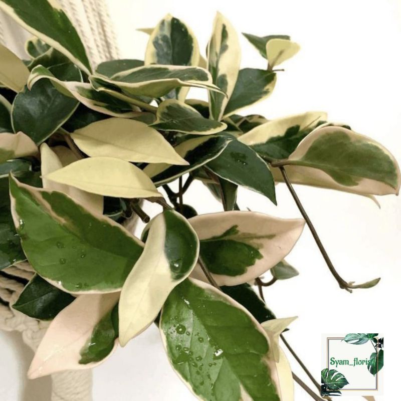 Tanaman Hias Hoya carnosa variegata