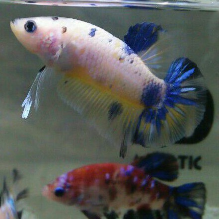 

ikan cupang yello base/kuntai sepair janta&betina siap breed