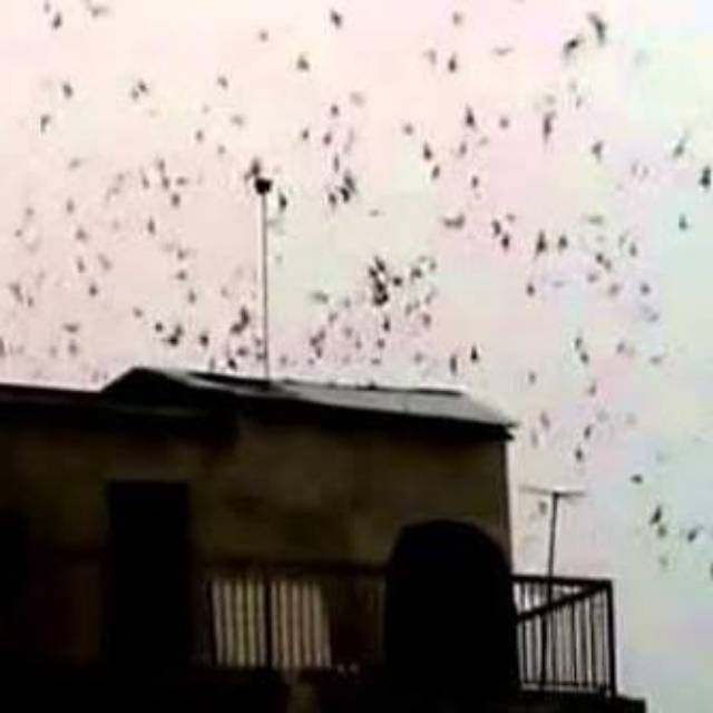 Suara panggil walet 2020 original ampuh