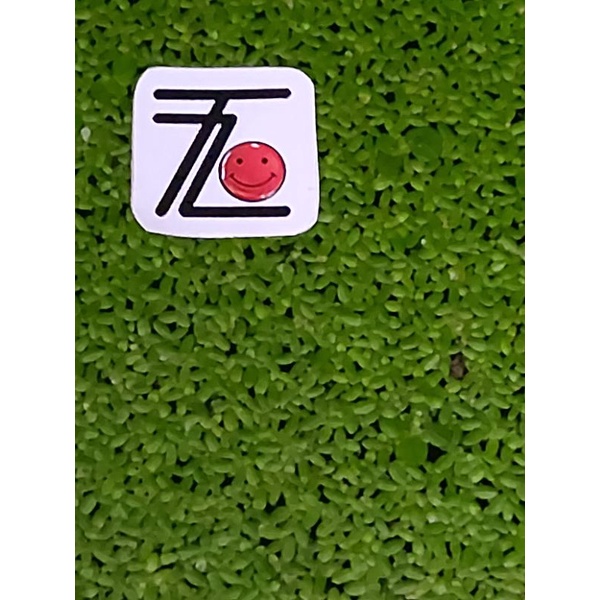 Tanaman Air Mata Lele / Bibit Tanaman Mata Lele