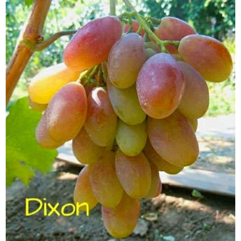 bibit anggur import Dixon rs jumbo