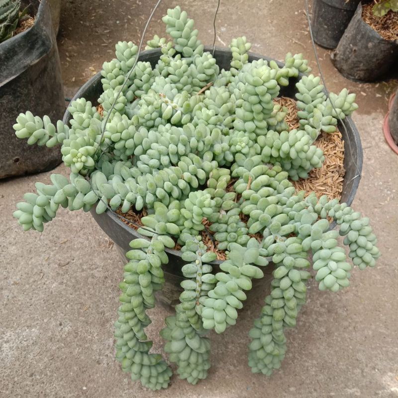 bunga air mata ibu(mutiara)