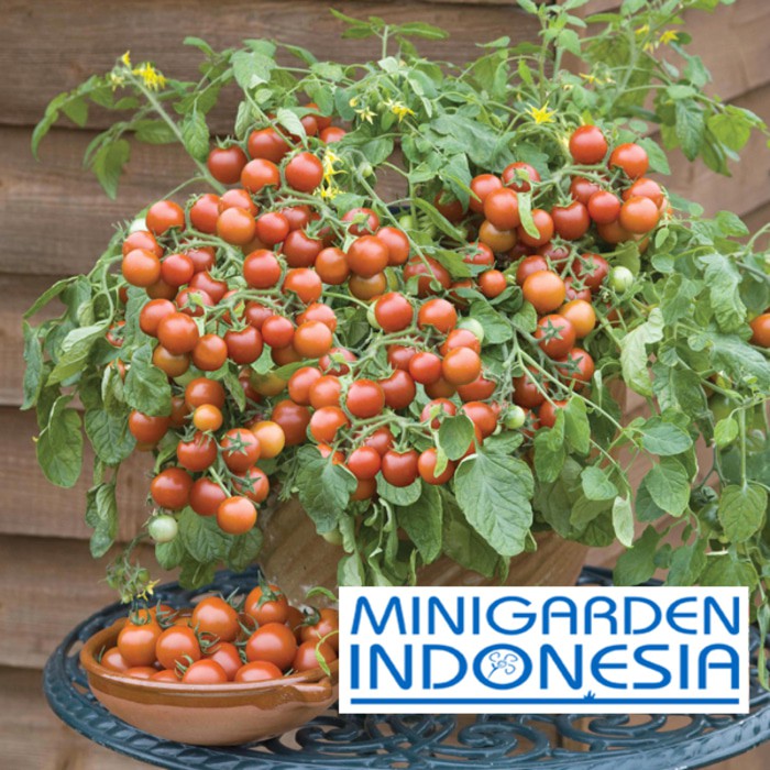 BENIH TOMAT MINI MERAH CHERRY FALLS 1 BIJI bibit sayur buah tomat cherry merah import f1 FOTHERGILLS