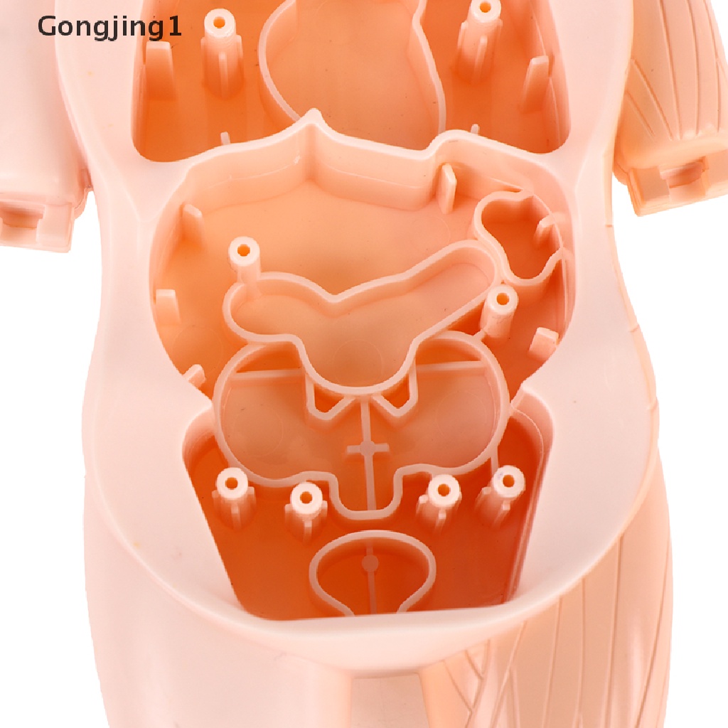 Gongjing1 Mainan puzzle Rakitan Anatomi Tubuh Manusia 3d DIY Untuk Edukasi Anak
