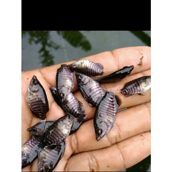 

gurame soang super per 50 ekor