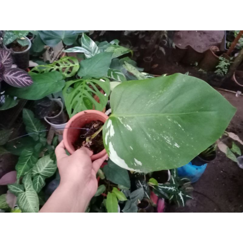 Monstera Varigata white tiger