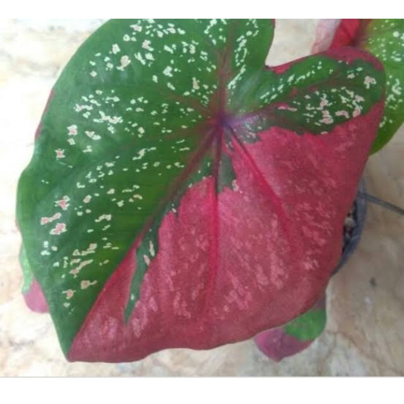 bonggol keladi baret merah