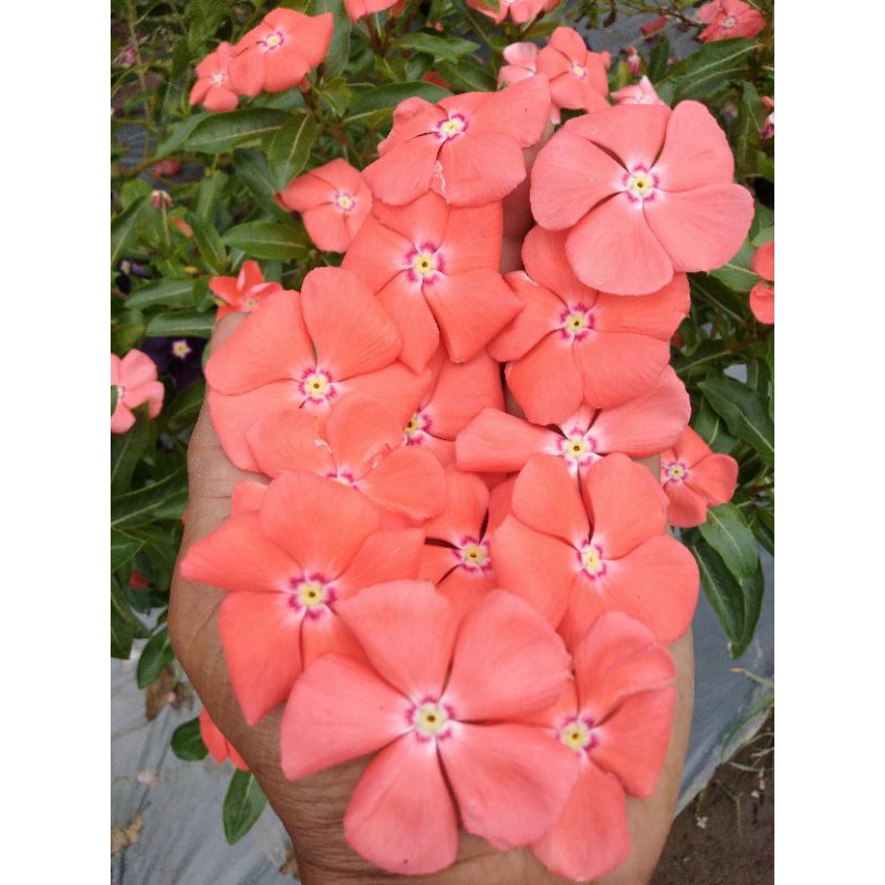 Biji ,benih vinca Mandarin orange isi 50 biji