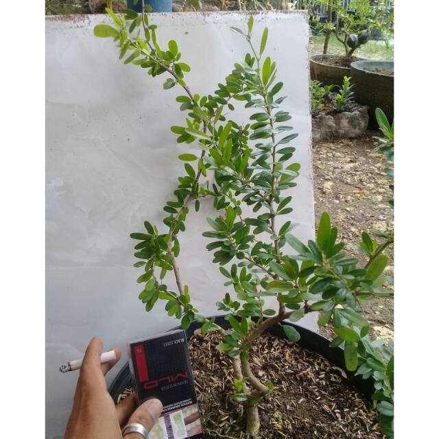 Bibit bonsai saeng simbur vietnam