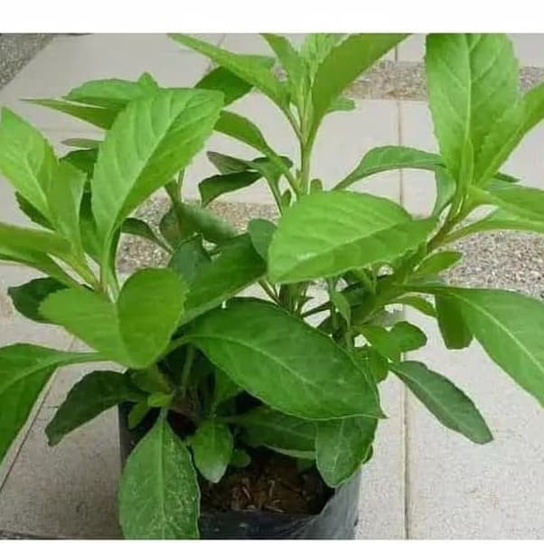 

Bibit Tanaman Herbal Daun Sambung Nyawa