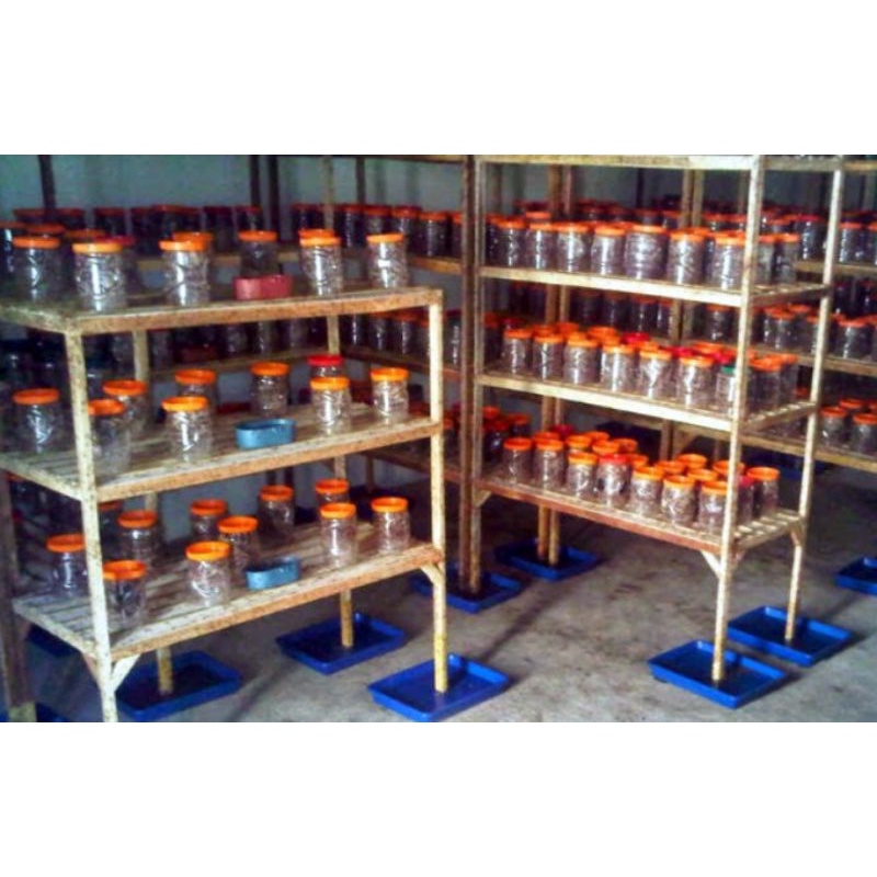 BIBIT SEMUT KRANG KRANG KROTO SUPER PAKET 13 TOPLES