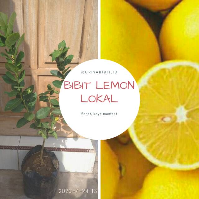 [Bergaransi] Bibit jeruk lemon super, lemon lokal, bibit lemon lokal