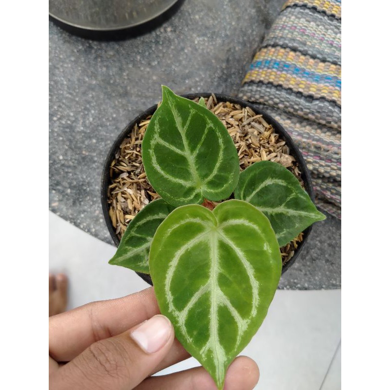 Kuping Gajah Dorayaki Remaja